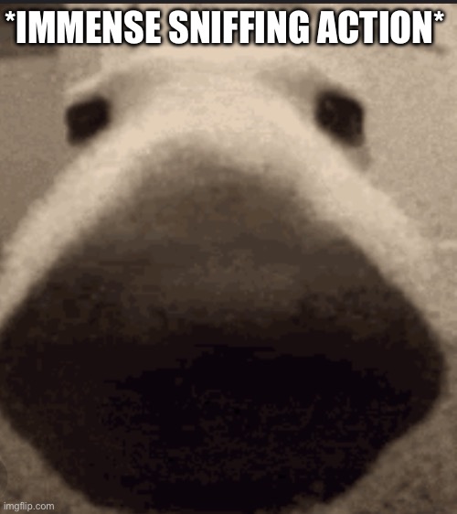 Sniff dog | *IMMENSE SNIFFING ACTION* | image tagged in sniff dog | made w/ Imgflip meme maker