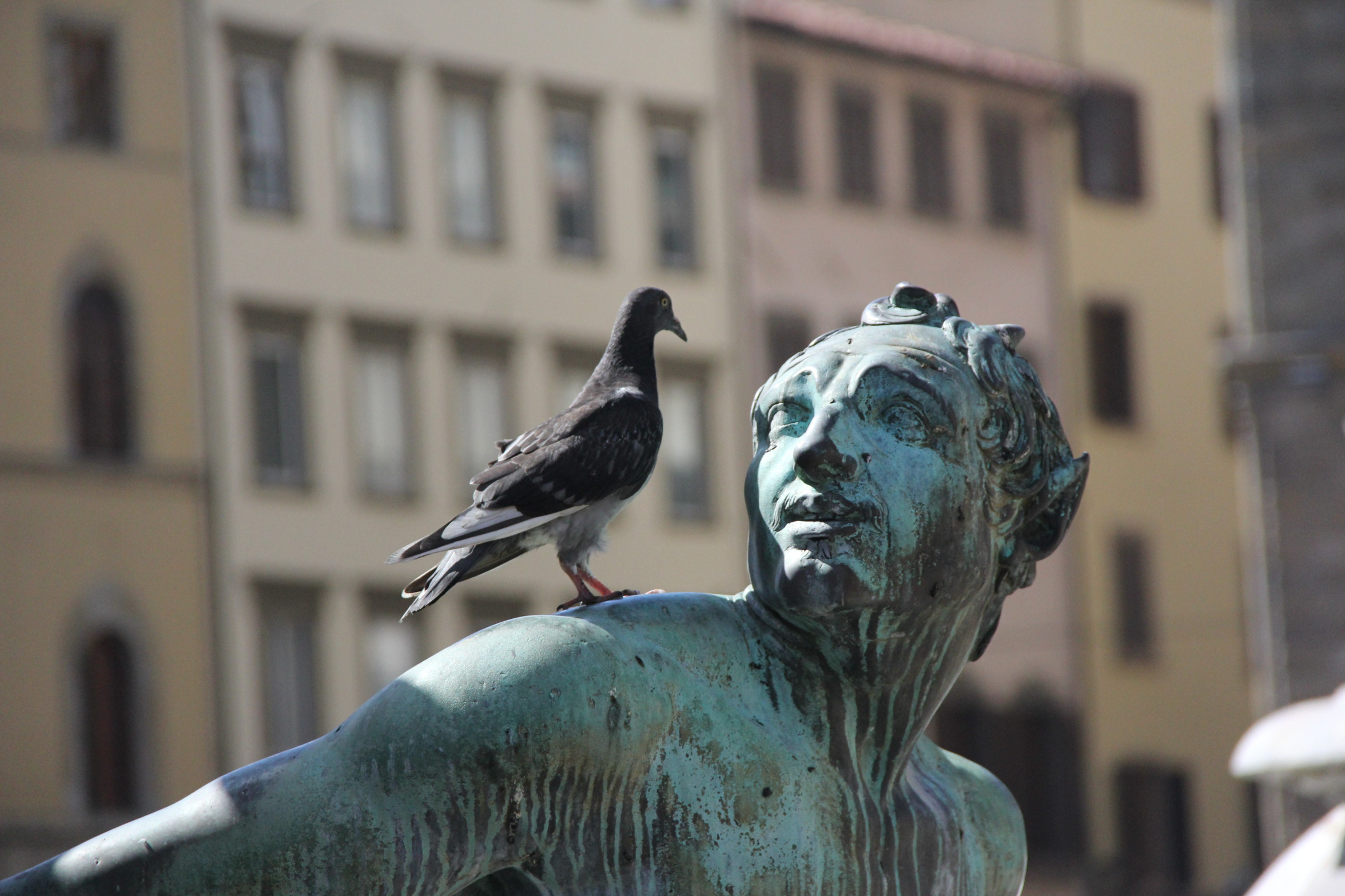High Quality Pigeon on Statue Blank Meme Template