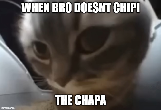 bro didnt chipi the chapa wtf | WHEN BRO DOESNT CHIPI; THE CHAPA | image tagged in funny,chipi chipi chapa chapa | made w/ Imgflip meme maker