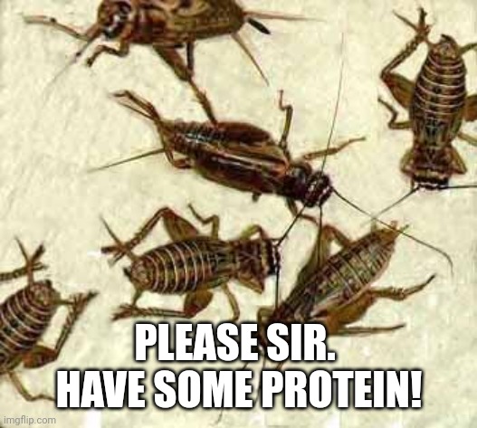 Crickets | PLEASE SIR.  HAVE SOME PROTEIN! | image tagged in crickets | made w/ Imgflip meme maker