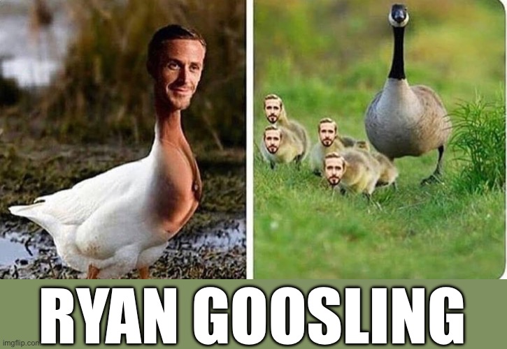 Ryan Goosling | RYAN GOOSLING | image tagged in ryan gosling,goose,hey girl | made w/ Imgflip meme maker
