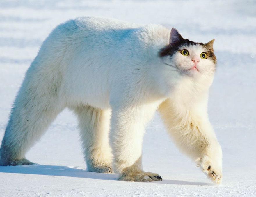 Polar Cat Blank Meme Template