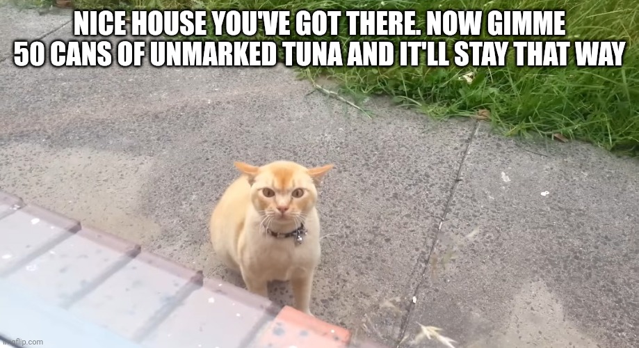Cat Landlord | NICE HOUSE YOU'VE GOT THERE. NOW GIMME 50 CANS OF UNMARKED TUNA AND IT'LL STAY THAT WAY | image tagged in cats,tuna | made w/ Imgflip meme maker