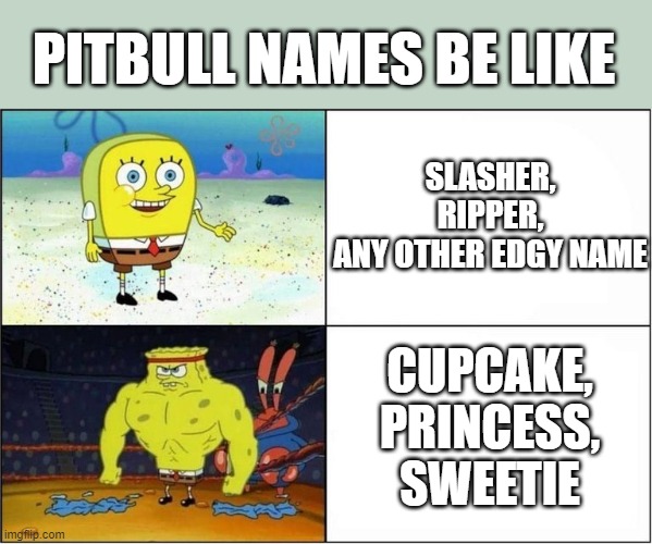 Weak vs Strong Spongebob | PITBULL NAMES BE LIKE; SLASHER,
RIPPER,
ANY OTHER EDGY NAME; CUPCAKE,
PRINCESS,
SWEETIE | image tagged in weak vs strong spongebob,memes,pitbull | made w/ Imgflip meme maker