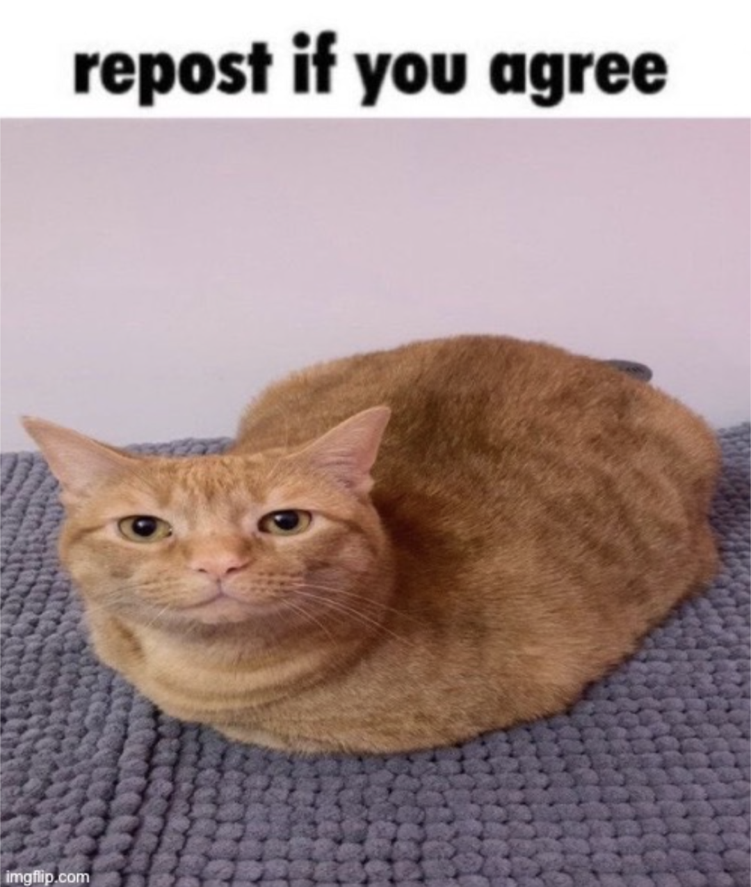 Repost cat Blank Meme Template