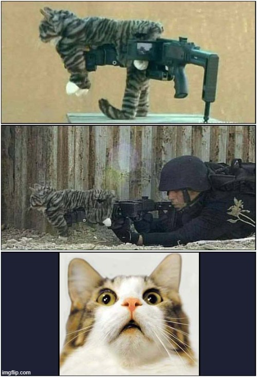Urban 'Kitty' Camouflage ! | image tagged in cats,camouflage,shocked cat | made w/ Imgflip meme maker