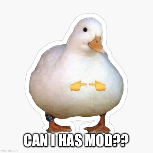 shy duck | CAN I HAS MOD?? | image tagged in shy duck | made w/ Imgflip meme maker