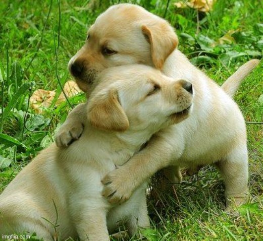 Puppy I love bro | image tagged in puppy i love bro | made w/ Imgflip meme maker