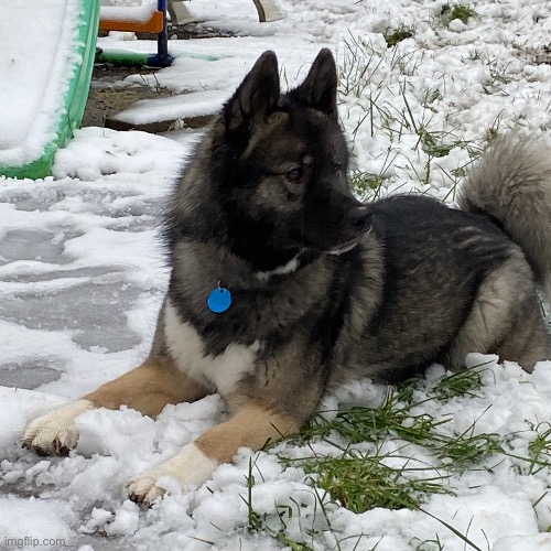 My dog ‘Bear’ out on the backyard playing in the snow yesterday. | image tagged in snow,dog,uk,fun,shareyourownphotos | made w/ Imgflip meme maker