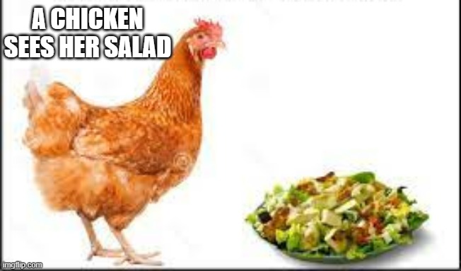 meme by Brad chicken see her salad | A CHICKEN SEES HER SALAD | image tagged in fun,funny,chicken,humor,funny meme,salad | made w/ Imgflip meme maker