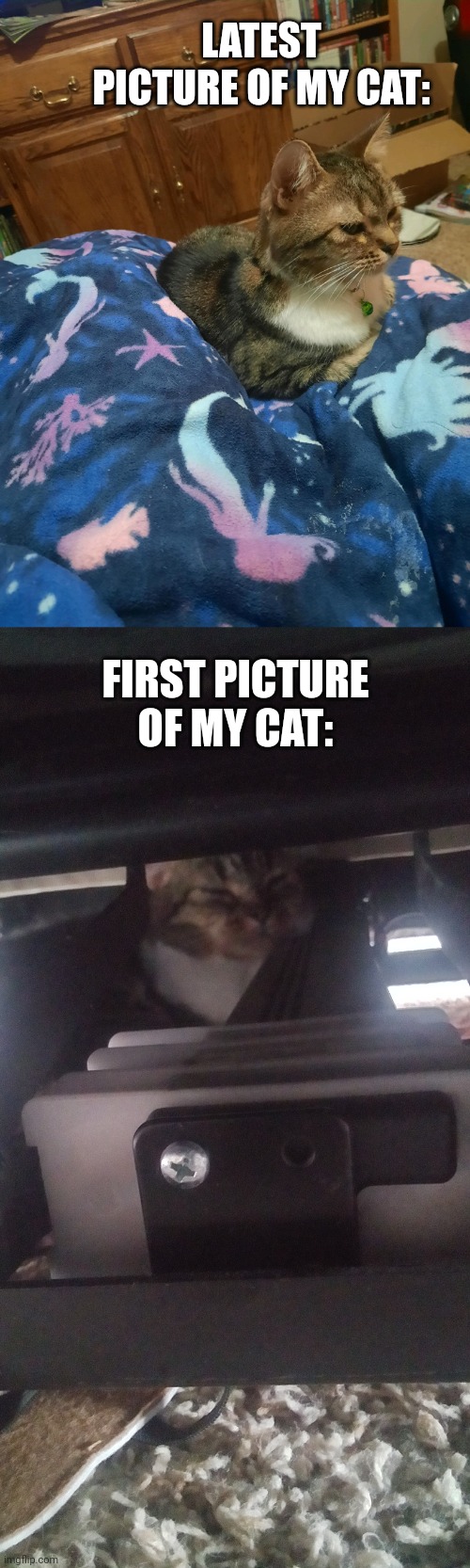 My cats journey <3 | LATEST PICTURE OF MY CAT:; FIRST PICTURE OF MY CAT: | image tagged in cat | made w/ Imgflip meme maker