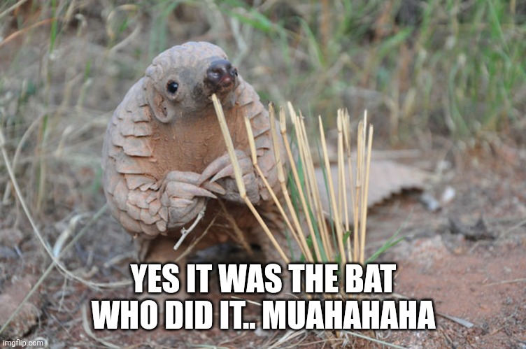 Pondering Pangolin | YES IT WAS THE BAT WHO DID IT.. MUAHAHAHA | image tagged in pondering pangolin | made w/ Imgflip meme maker