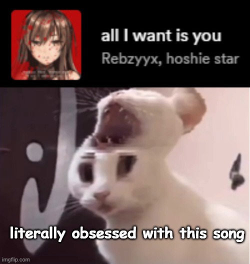 literally obsessed with this song | image tagged in shocked cat | made w/ Imgflip meme maker