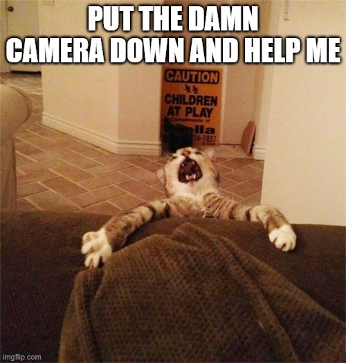 meme by Brad cat needs help | PUT THE DAMN CAMERA DOWN AND HELP ME | image tagged in cats,funny cat memes,humor,funny cat | made w/ Imgflip meme maker