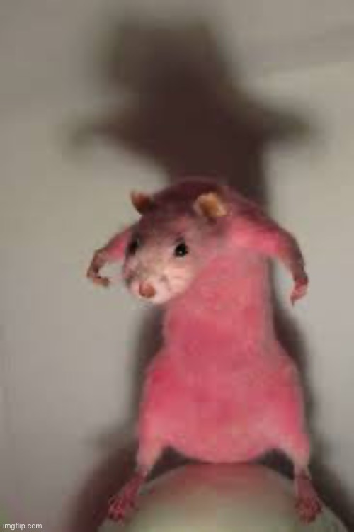 Rat | image tagged in rat | made w/ Imgflip meme maker