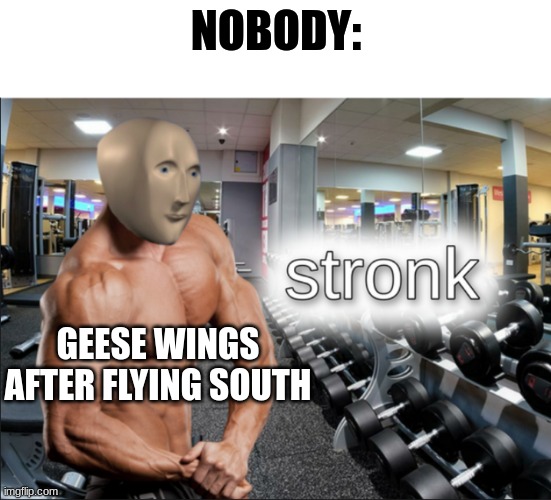 Stronk geese | NOBODY:; GEESE WINGS AFTER FLYING SOUTH | image tagged in stronks,jpfan102504 | made w/ Imgflip meme maker
