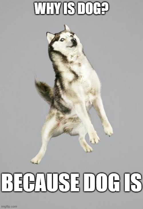Why is dog? | WHY IS DOG? BECAUSE DOG IS | image tagged in dogs,husky,profound | made w/ Imgflip meme maker