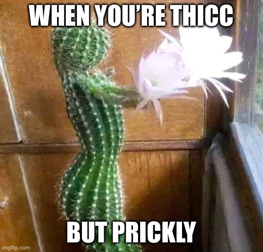 Would you dare? | WHEN YOU’RE THICC; BUT PRICKLY | image tagged in thicc,prickly,cactus | made w/ Imgflip meme maker