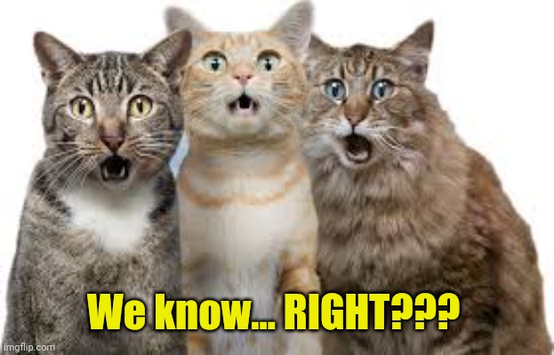 Surprised Cats | We know... RIGHT??? | image tagged in surprised cats | made w/ Imgflip meme maker