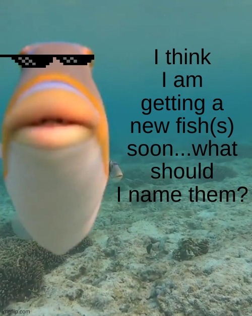 ygtfvcvijuhyghb | I think I am getting a new fish(s) soon...what should I name them? | image tagged in staring fish | made w/ Imgflip meme maker