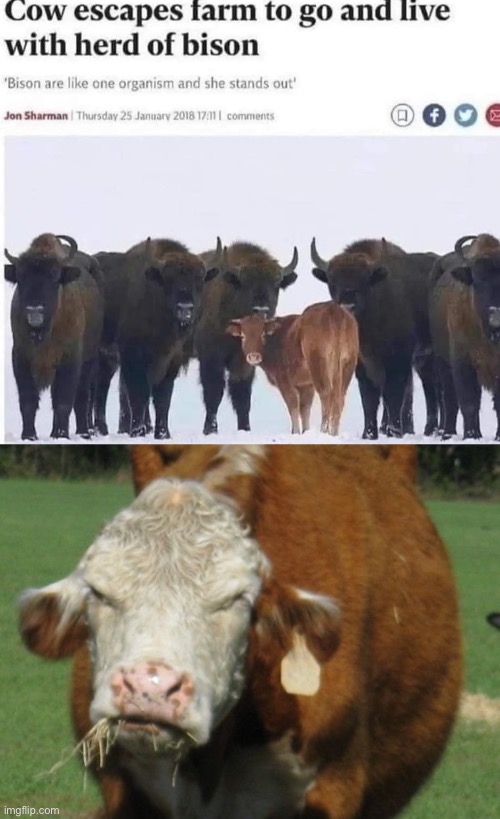 Cowbison | image tagged in angry moo,bison,cow | made w/ Imgflip meme maker