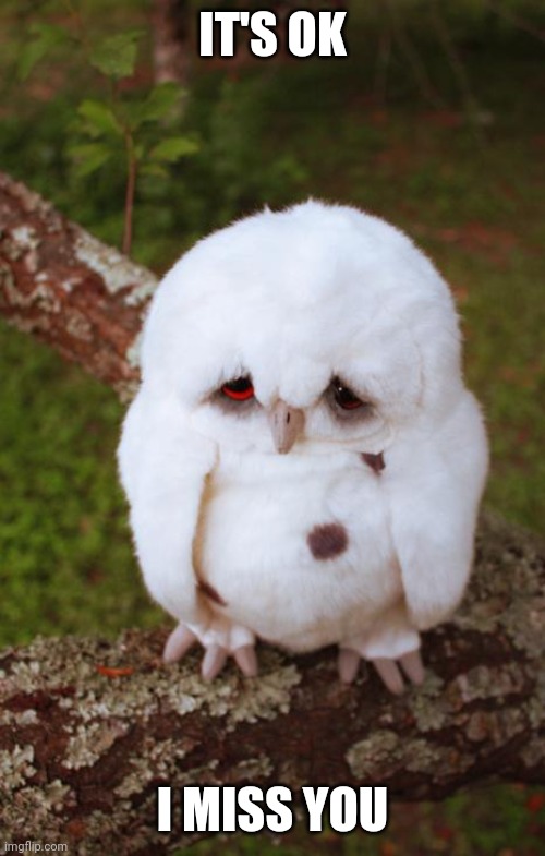 sad owl | IT'S OK; I MISS YOU | image tagged in sad owl | made w/ Imgflip meme maker