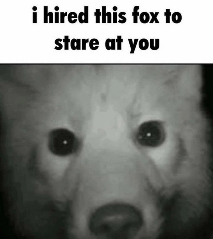 I hired this Fox to stare at you Blank Meme Template