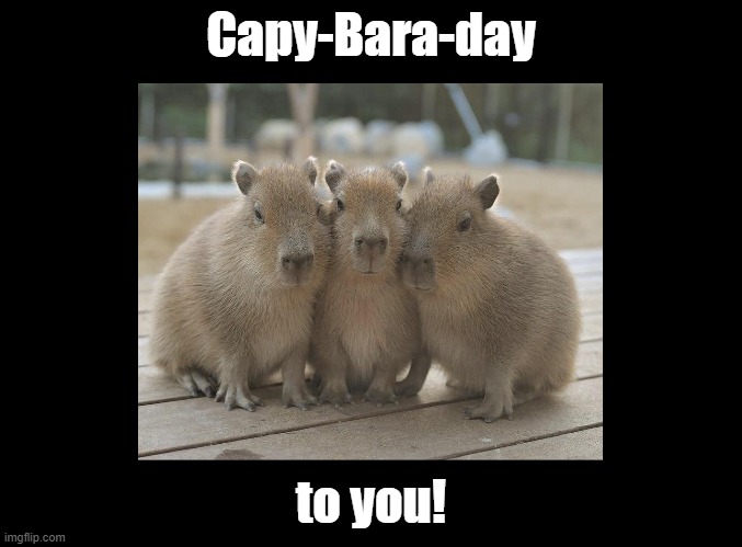Caybara Day! | Capy-Bara-day; to you! | image tagged in blank black,happy birthday,pun,capybara | made w/ Imgflip meme maker