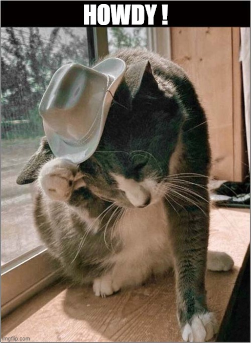 Cat Cowboy | HOWDY ! | image tagged in cats,cowboy,howdy | made w/ Imgflip meme maker
