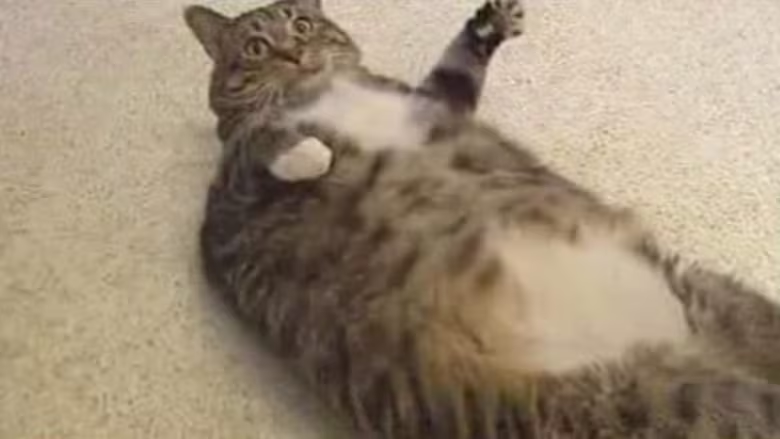 High Quality fat-cat-trying-to-roll-over Blank Meme Template