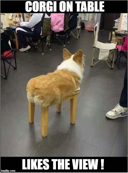 What It Must Be Like To Be Tall ! | CORGI ON TABLE; LIKES THE VIEW ! | image tagged in dogs,corgi,tall | made w/ Imgflip meme maker
