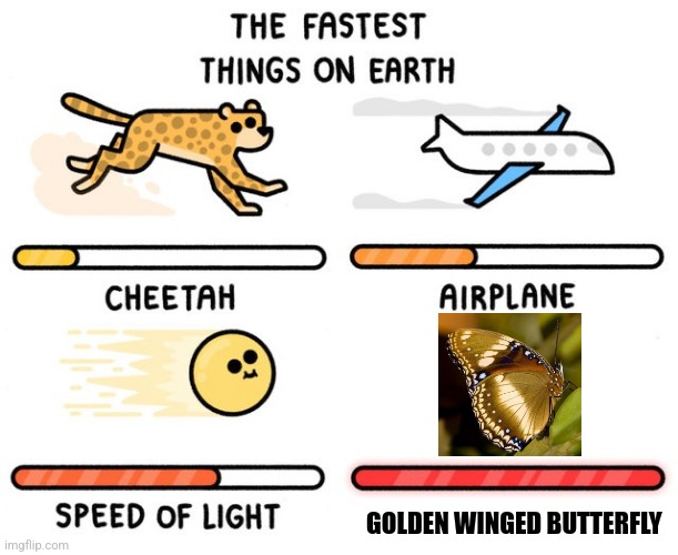 Golden winged butterfly | GOLDEN WINGED BUTTERFLY | image tagged in fastest thing possible,butterfly,jpfan102504 | made w/ Imgflip meme maker