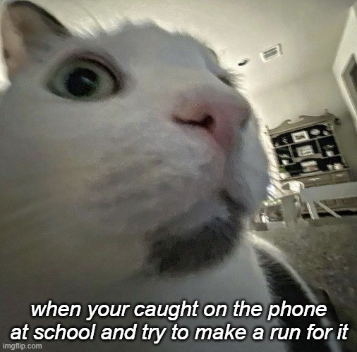 cat-with-phone | when your caught on the phone at school and try to make a run for it | image tagged in cat,phone,school,funny | made w/ Imgflip meme maker