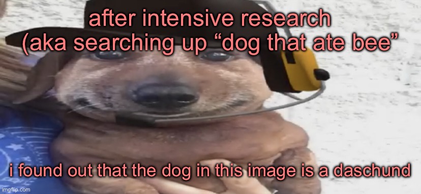 chucklenuts | after intensive research (aka searching up “dog that ate bee”; i found out that the dog in this image is a daschund | image tagged in chucklenuts | made w/ Imgflip meme maker