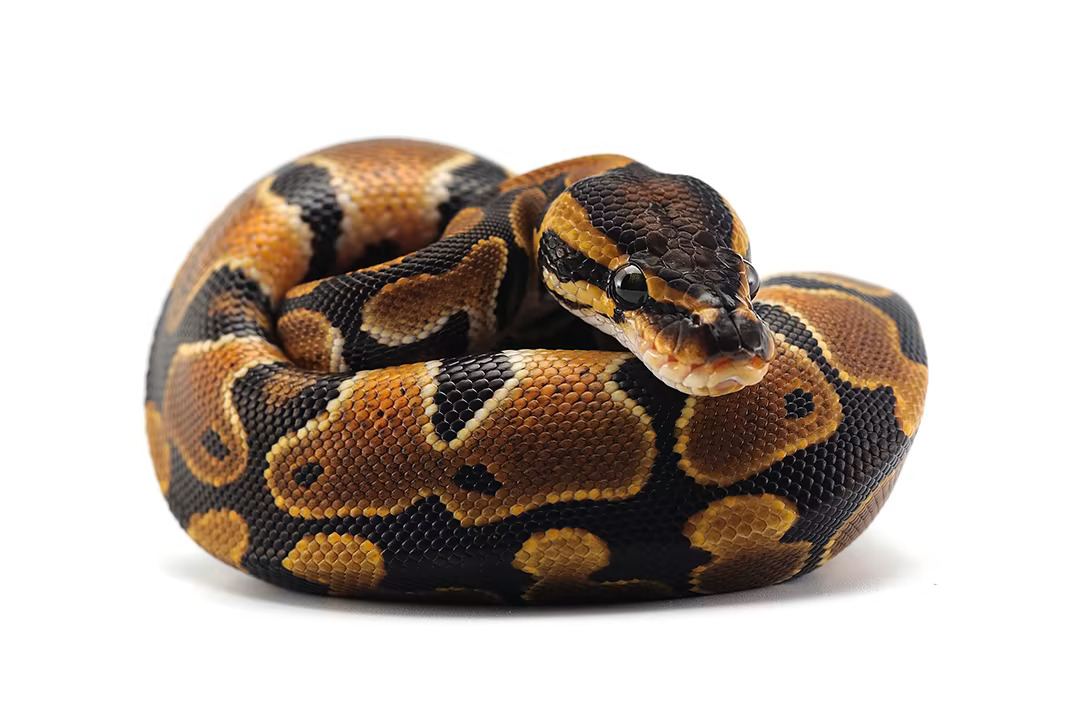 Ball python Blank Meme Template