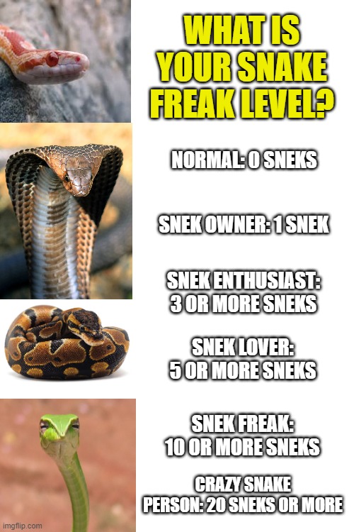 snake level | WHAT IS YOUR SNAKE FREAK LEVEL? NORMAL: 0 SNEKS; SNEK OWNER: 1 SNEK; SNEK ENTHUSIAST: 3 OR MORE SNEKS; SNEK LOVER: 5 OR MORE SNEKS; SNEK FREAK: 10 OR MORE SNEKS; CRAZY SNAKE PERSON: 20 SNEKS OR MORE | image tagged in snakes,snake,chart,reptile | made w/ Imgflip meme maker