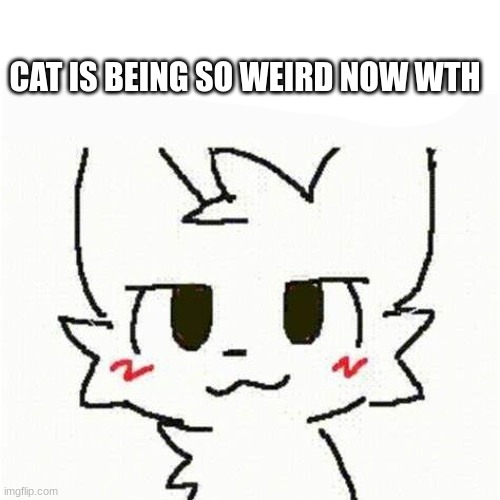 boykisser | CAT IS BEING SO WEIRD NOW WTH | image tagged in boykisser | made w/ Imgflip meme maker