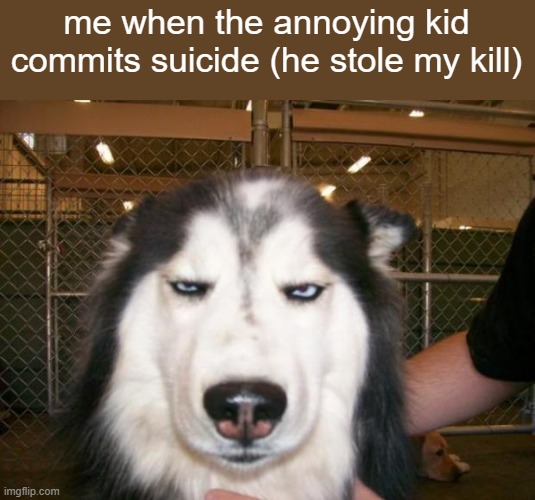 Annoyed Dog | me when the annoying kid commits suicide (he stole my kill) | image tagged in annoyed dog | made w/ Imgflip meme maker