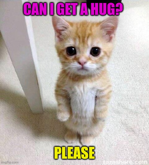 Can I get a hug? | CAN I GET A HUG? PLEASE | image tagged in memes,cute cat,funny memes | made w/ Imgflip meme maker