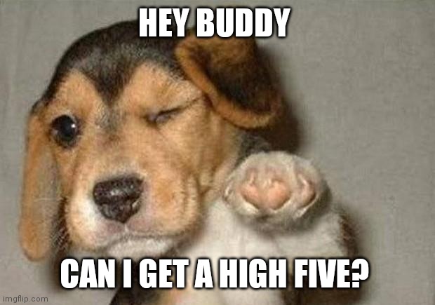 Can I get a high five? | HEY BUDDY; CAN I GET A HIGH FIVE? | image tagged in winking dog,funny memes | made w/ Imgflip meme maker