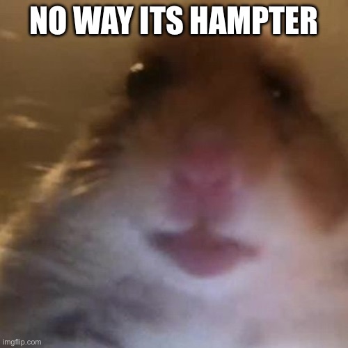 Hampter | NO WAY ITS HAMPTER | image tagged in hampter | made w/ Imgflip meme maker