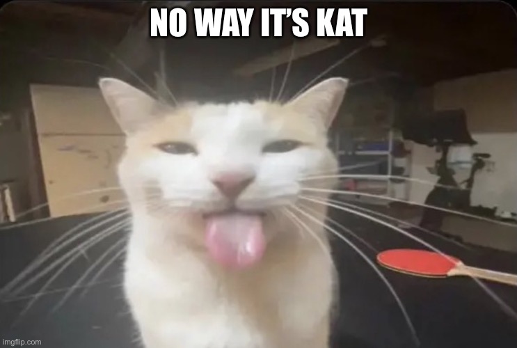 BLEHH cat | NO WAY IT’S KAT | image tagged in blehh cat | made w/ Imgflip meme maker