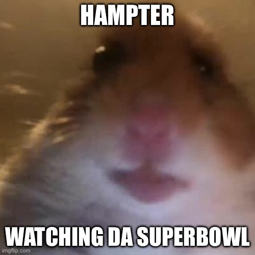 Hampter | HAMPTER; WATCHING DA SUPER BOWL | image tagged in hampter | made w/ Imgflip meme maker
