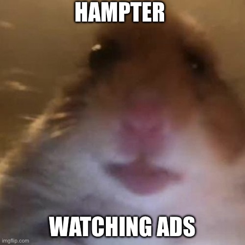 Hampter | HAMPTER; WATCHING ADS | image tagged in hampter | made w/ Imgflip meme maker