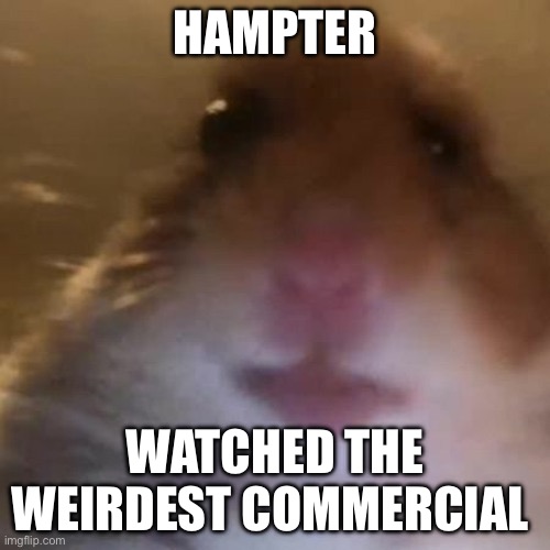Hampter | HAMPTER; WATCHED THE WEIRDEST COMMERCIAL | image tagged in hampter | made w/ Imgflip meme maker