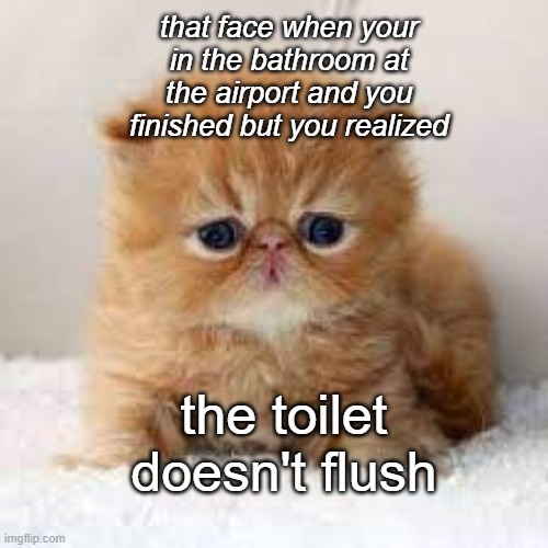 when-you-realize-cat | that face when your in the bathroom at the airport and you finished but you realized; the toilet doesn't flush | image tagged in cat,airport bathroom,flush | made w/ Imgflip meme maker