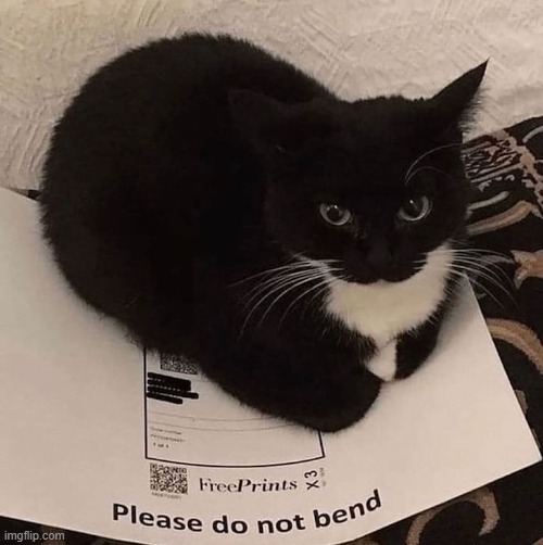 post this cat | made w/ Imgflip meme maker
