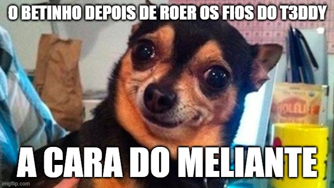 cachorro_meme - Imgflip