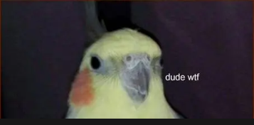 High Quality dude wtf cockatiel Blank Meme Template