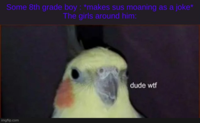 no | Some 8th grade boy : *makes sus moaning as a joke*
The girls around him: | image tagged in dude wtf cockatiel | made w/ Imgflip meme maker